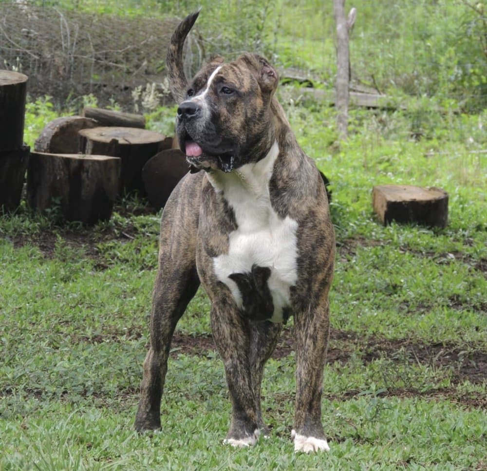 DáCIL DE LíNEA M 1