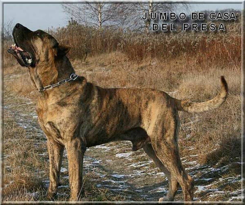 JUMBO DE CASA DEL PRESA 1