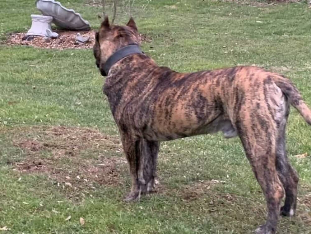 BORAN OF THUNDER RIDGE 1