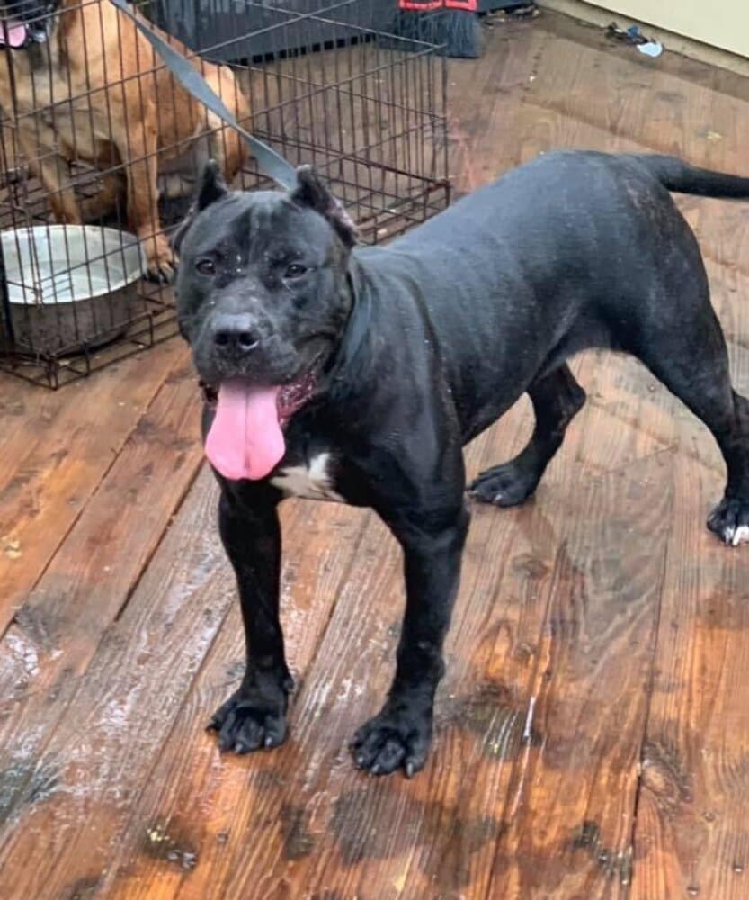 KINGDOM K9 REMY 1
