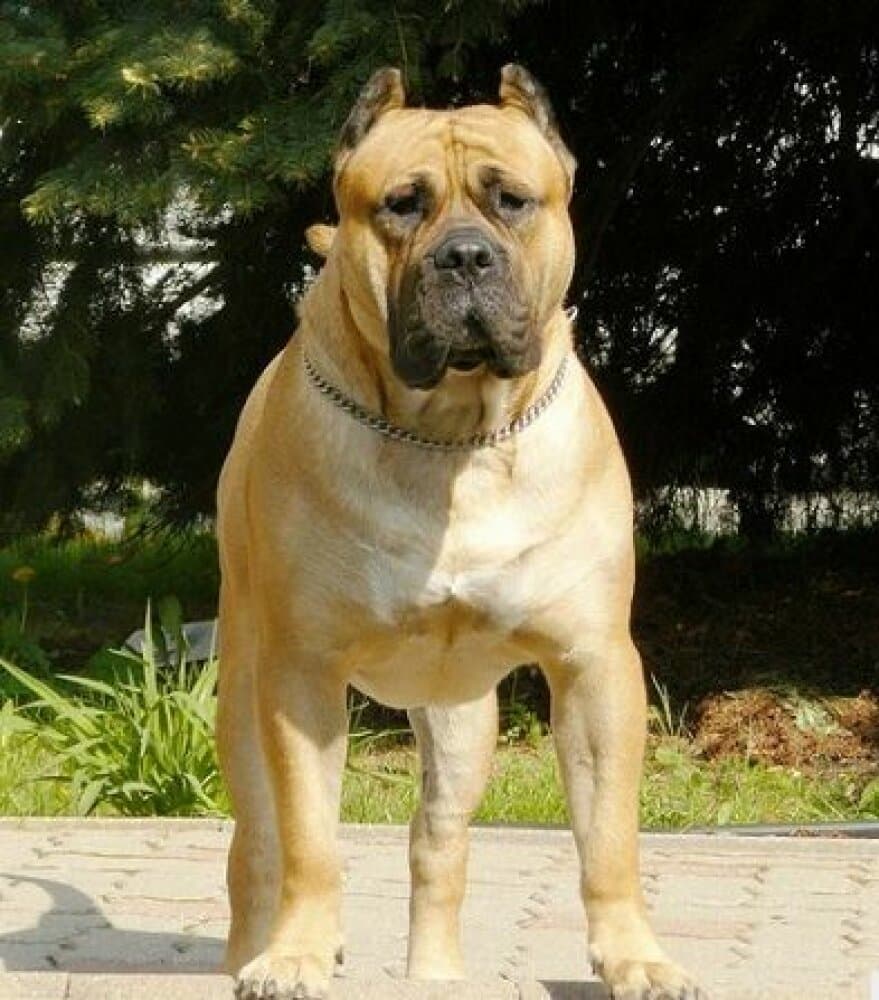 TITAN DE ALACANT BULL 1