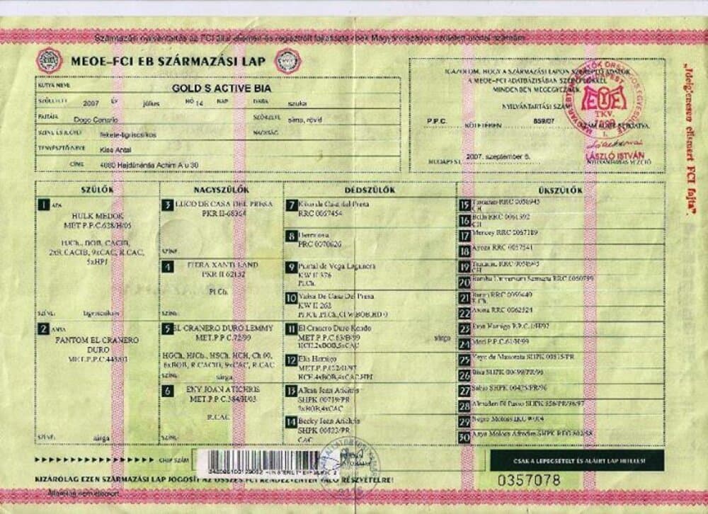 GOLD'S ACTIVE BIA 1