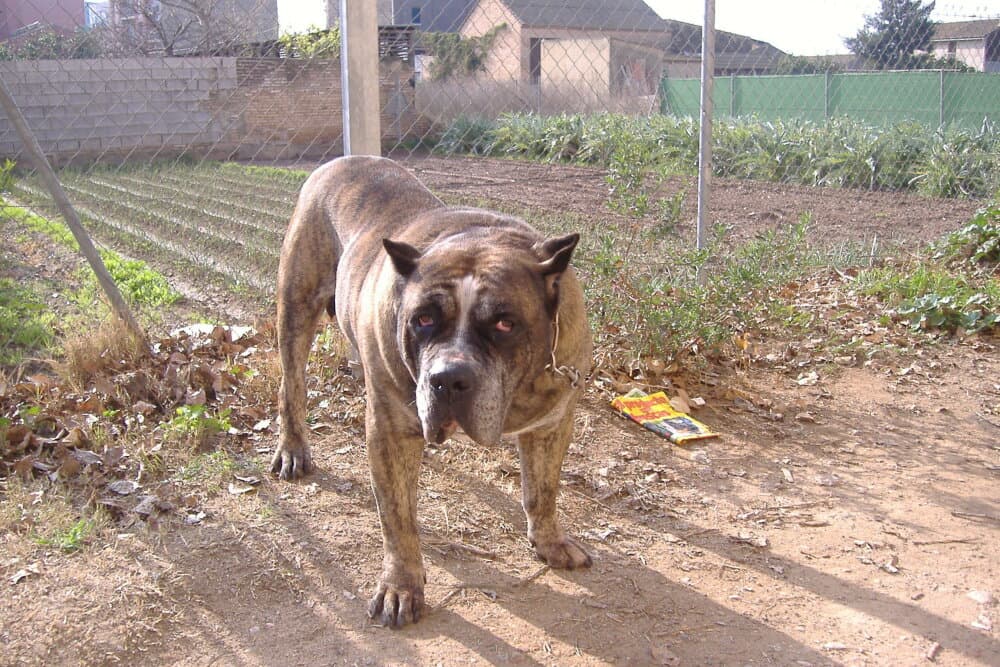 SULTAN DEL CHORO 1