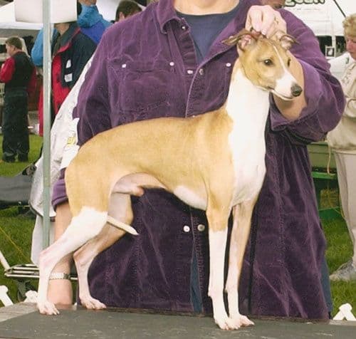 Anthony's Justa Red Dog 1