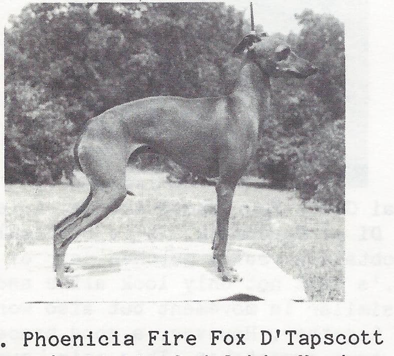 Phoenicia Fire Fox D'Tapscott 1