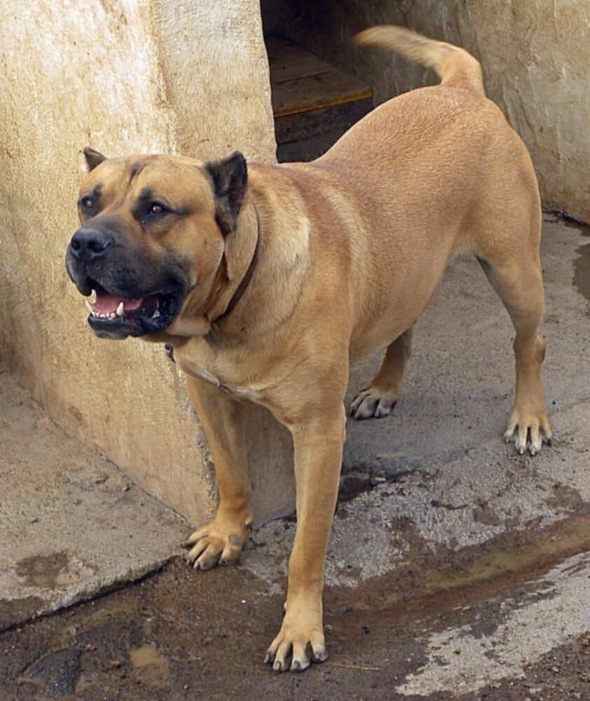 NERON DE JOSE JUAN RODRIGUEZ 1