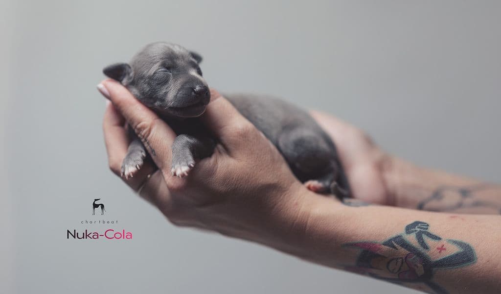 Chartbeat Nuka-Cola 1