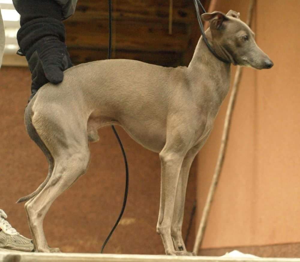 Vilpertin Ecco Grosso 1