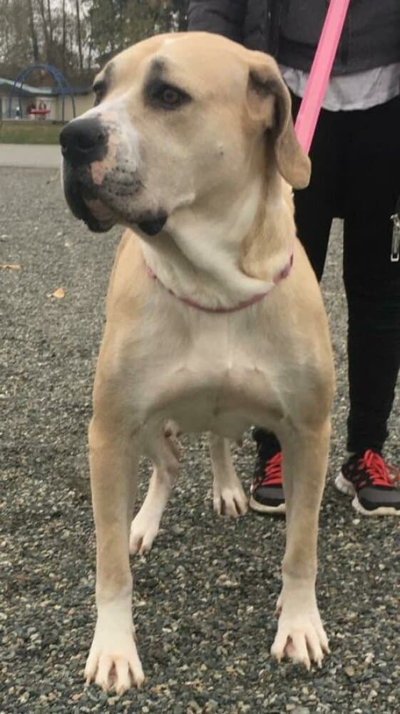 SOLA LEXA ESTATE GUARDIAN 1