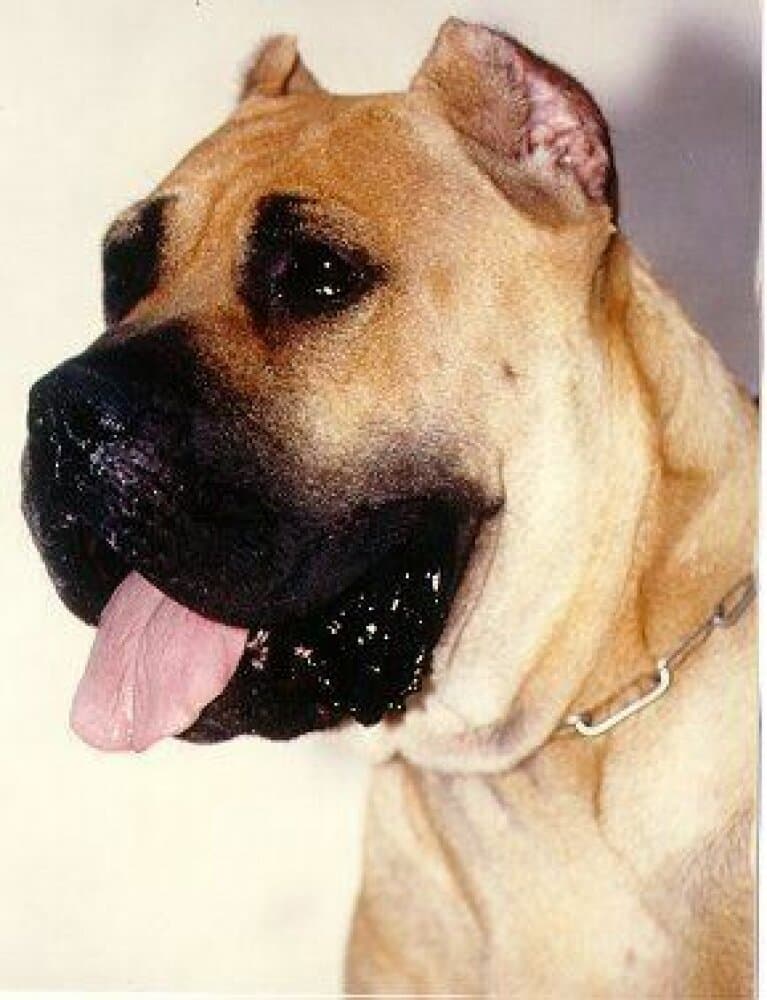 CARINO DE ALACANT BULL (1994) 1