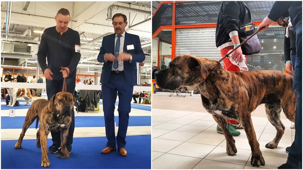 RUSS KANARIO S AZISH TAU BRUNO DE REY GLADIADOR 1