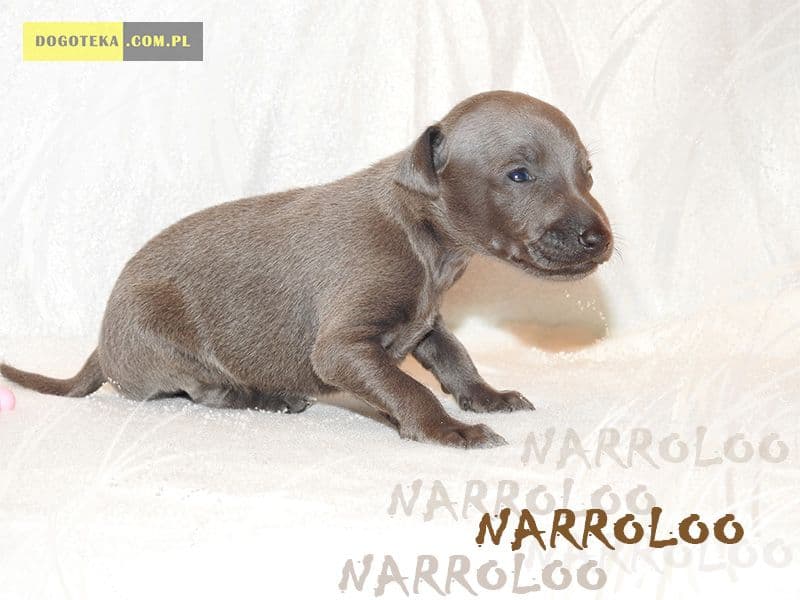 Narroloo Dogoteka FCI 1