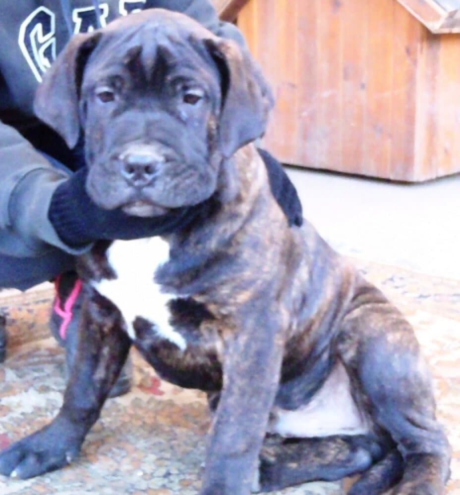 BOSS BULL CANARIO FIGO 1