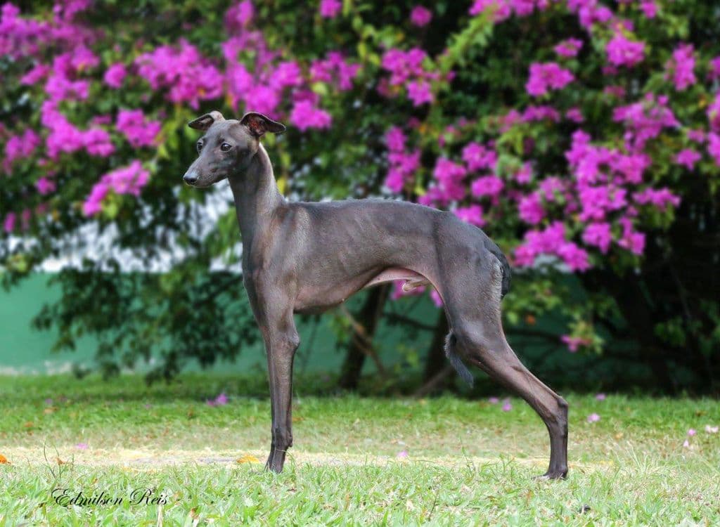 William Douglas D'Ame Noble Do BR Reino 1