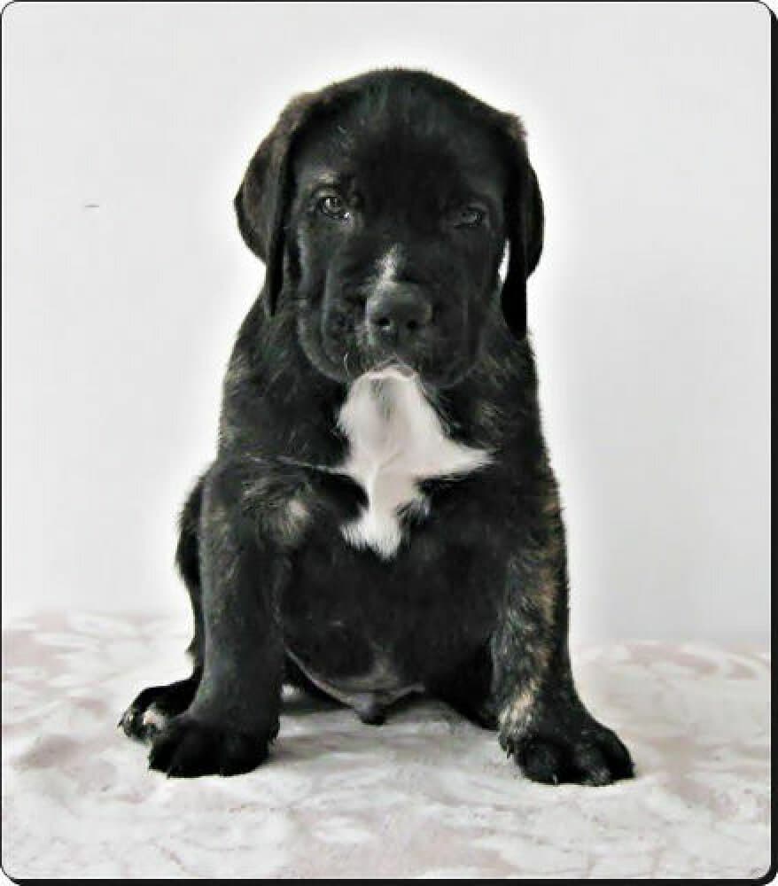 TERROR CABALLERO CANARIO 1