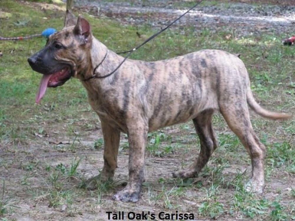 CARISSA OF TALL OAKS 1