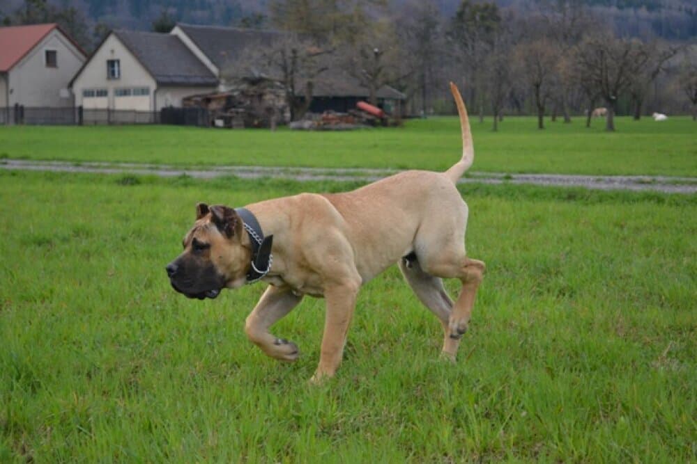 THOR CANCHAS DE LOS GUANCHOS 1