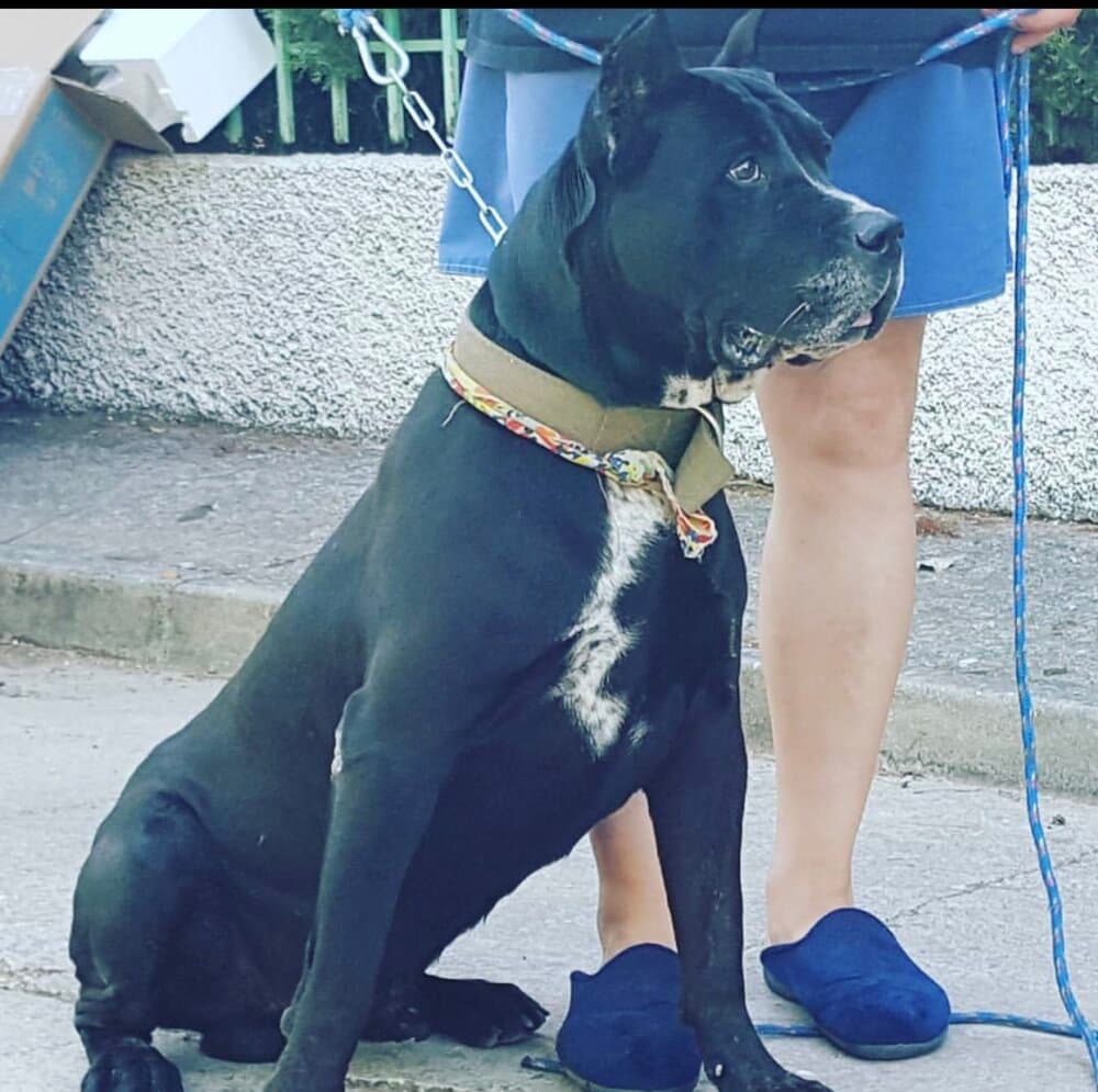 LEON DE KING ZULU 1