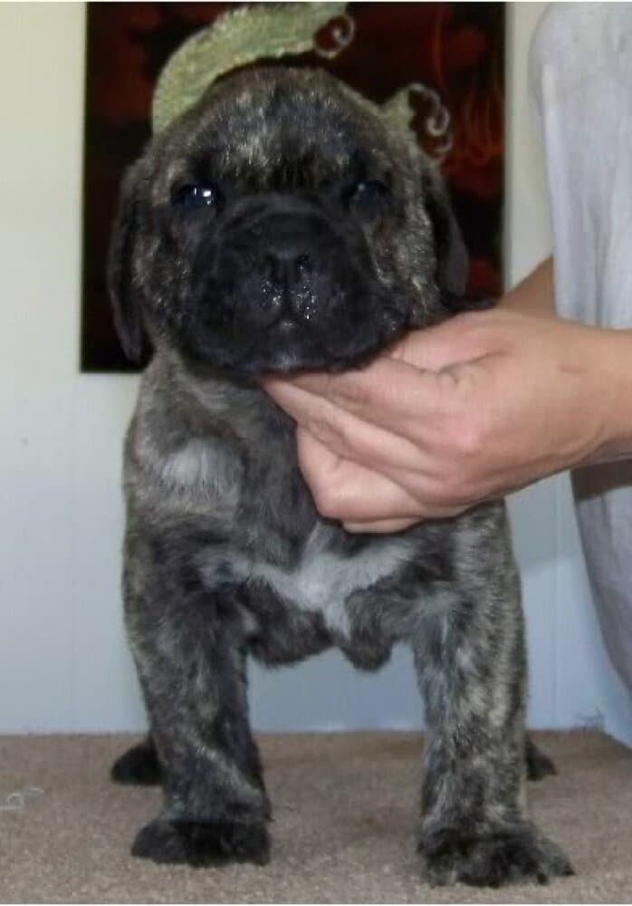 PRESA PERFECTION SCRAPPY (MACHO) 1