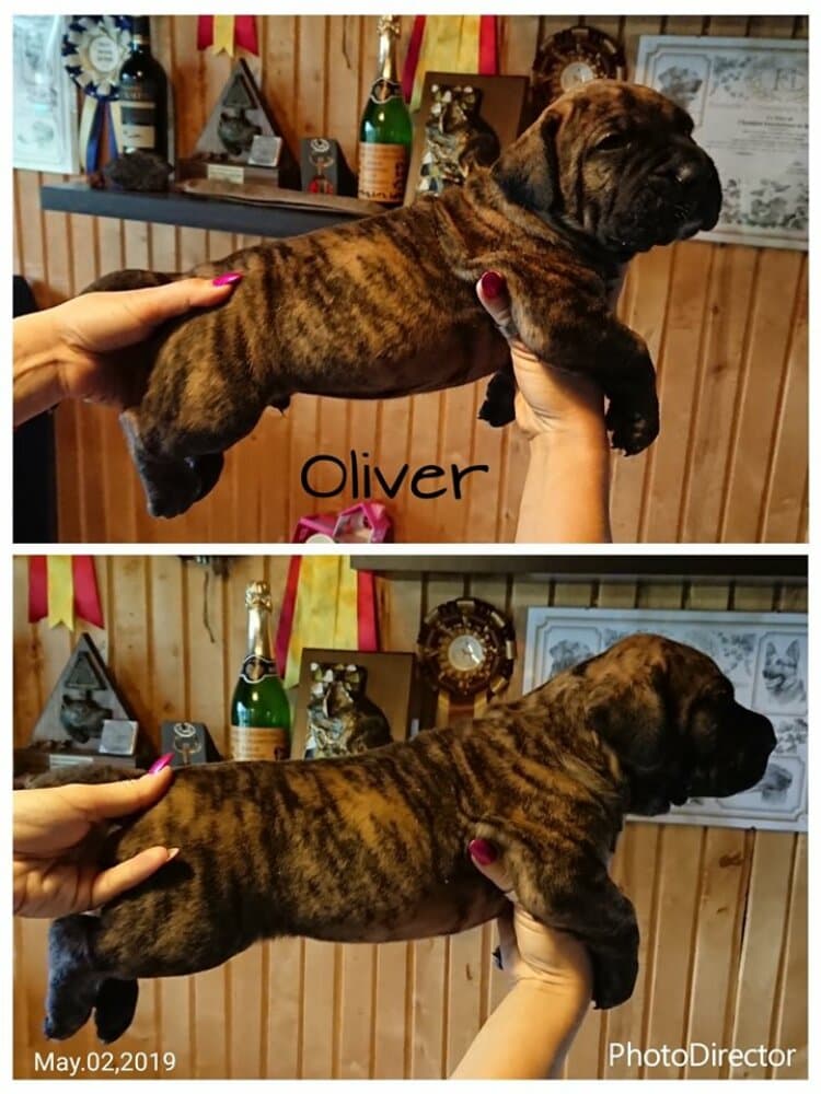 OLIVER NUESTRA SANGRE 1
