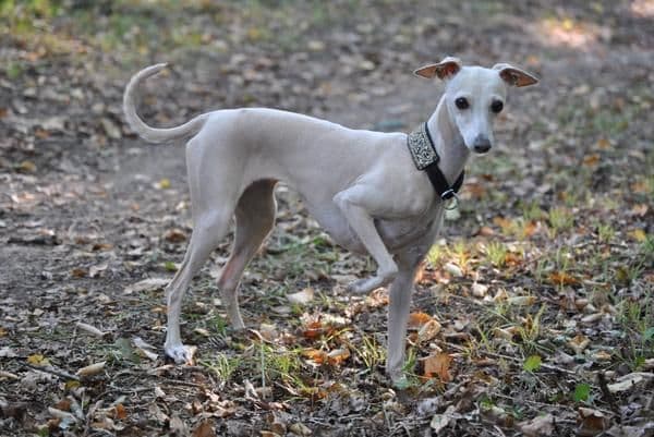 Elite Top Model Du Domaine De Chanteloup 1