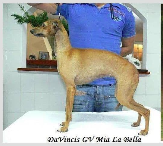 Davinci's GV Mia La Bella 1