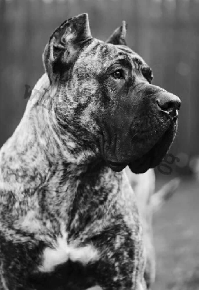MAROCHO DE SPALATO BULL 1