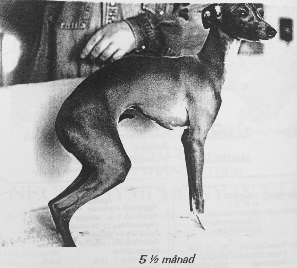 Py's Eventzia 1