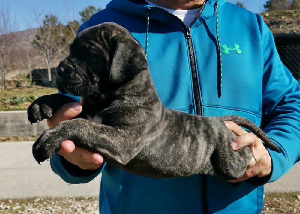 PANZER EL AUTENTICO CANARIO 1