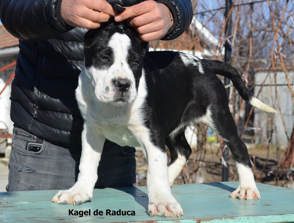 KAGEL DE RADUCA 1