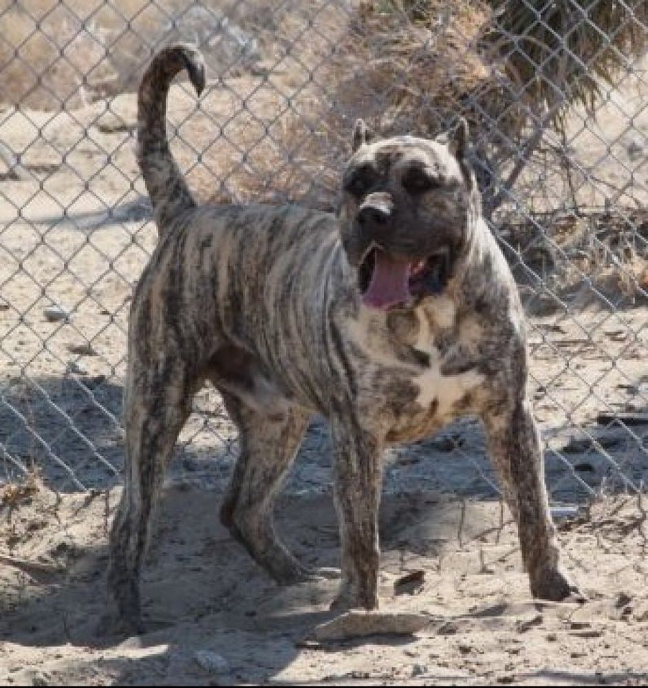 DIABLO DE HIGH VELOCITY K9 (DIABLO HVK9) 1