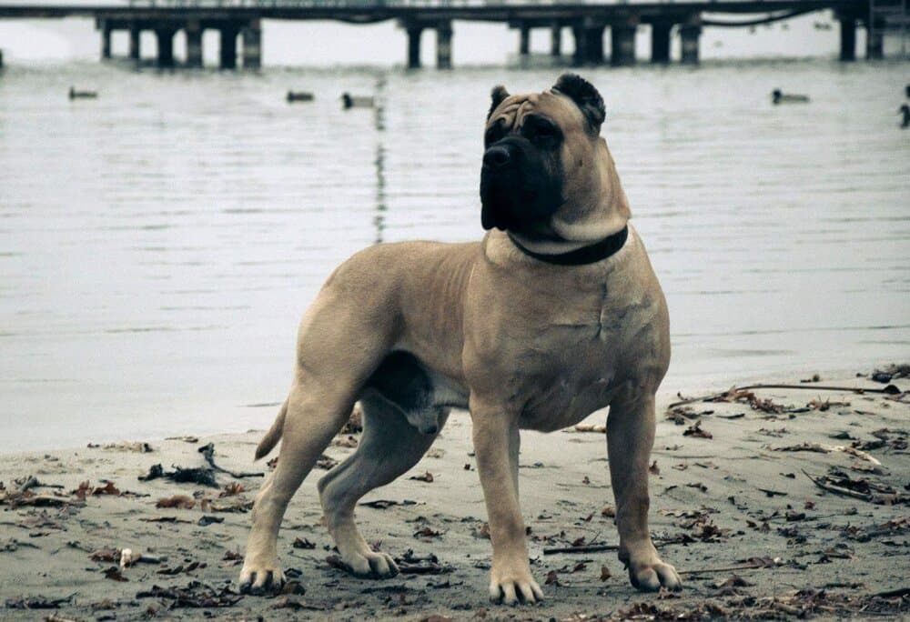 CUBANO CABALLERO CANARIO 1