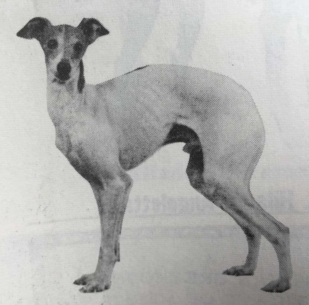 Don Valentino Of Jachelann 1