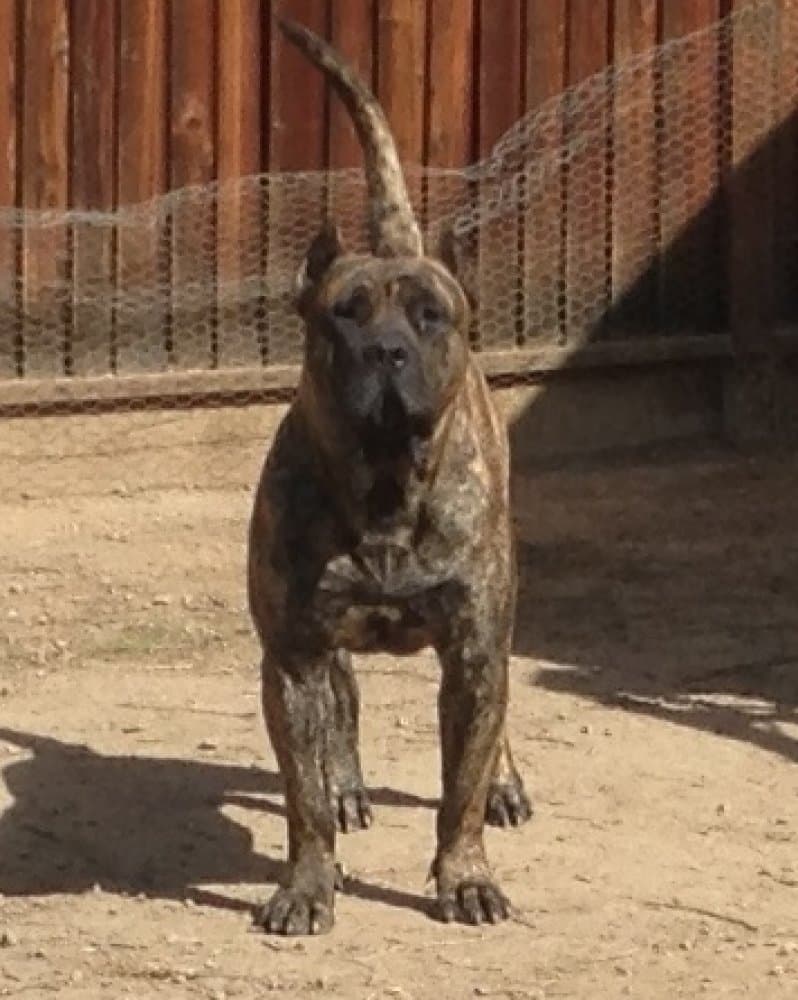 HULK DE BARNACAN BULL 1
