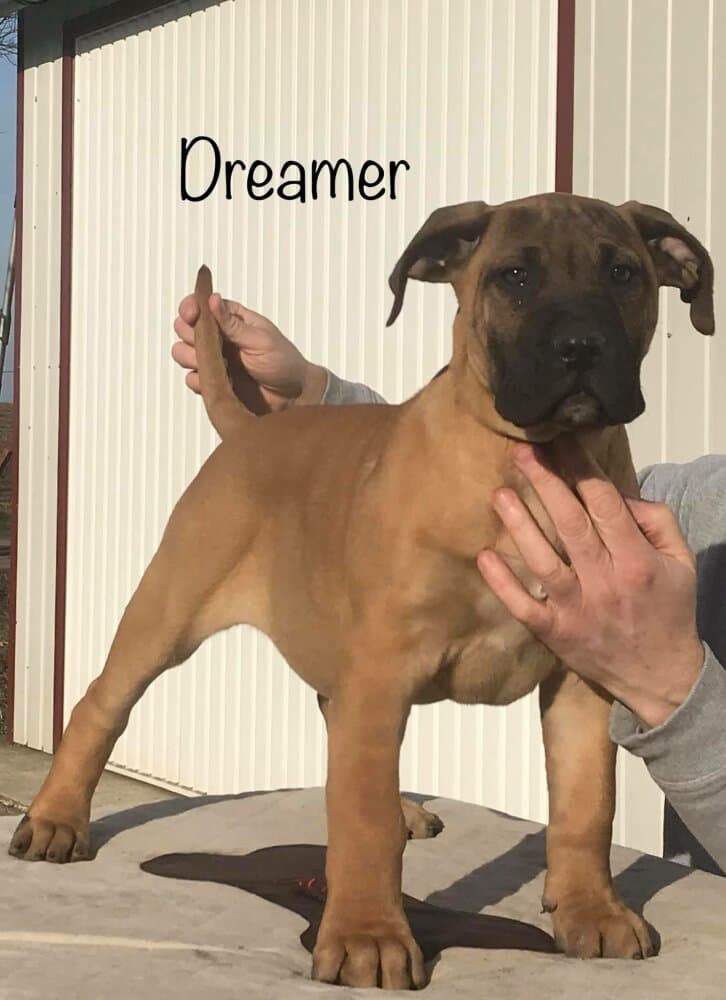 DREAMER DE TIERRA GRANCAN 1