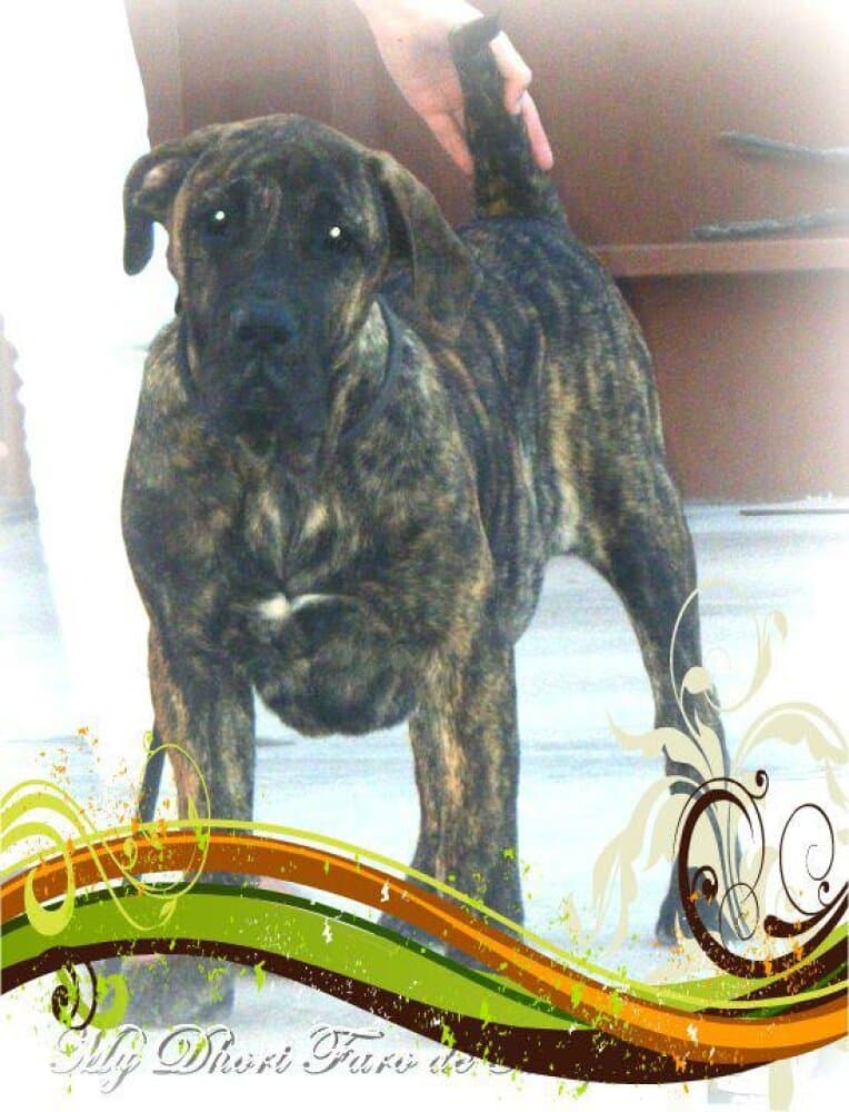 DHORI FARO DE MASPALOMAS 1