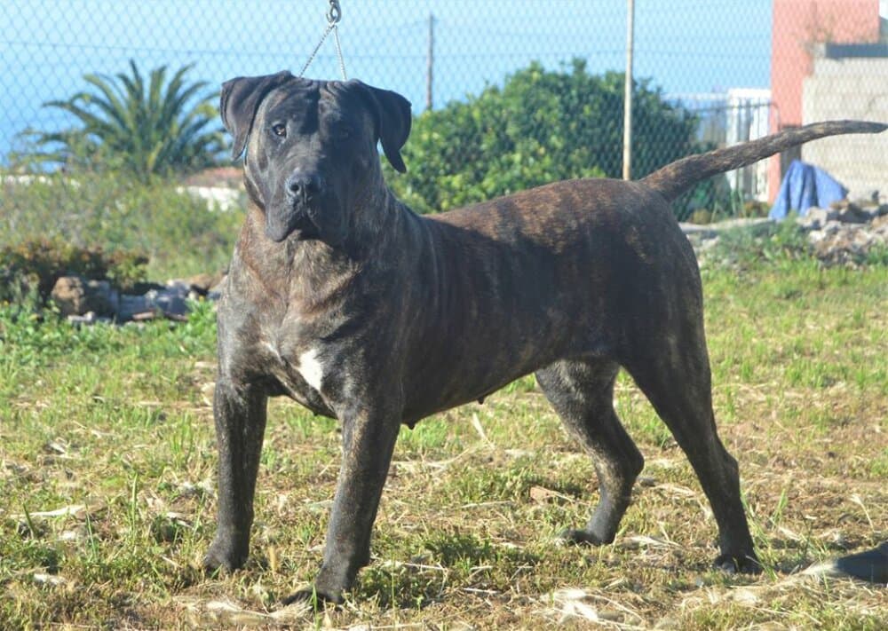 TIRMA DE SAMCOR 1
