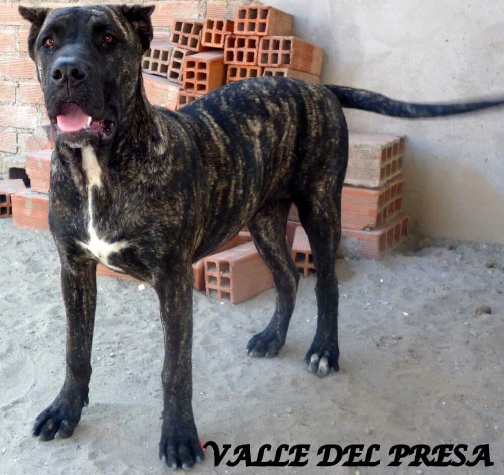 DAKOTA DE VALLE DEL PRESA 1