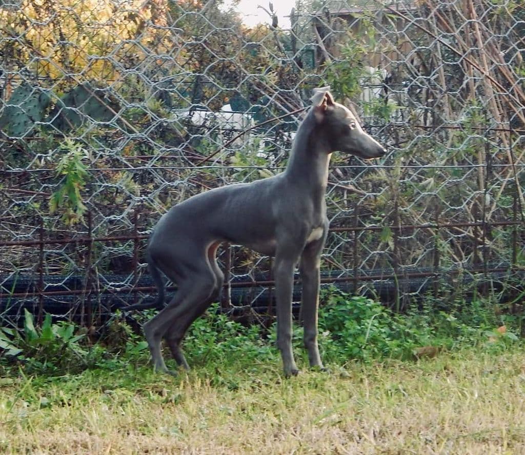 Etrurian Velvet Sibylla 1