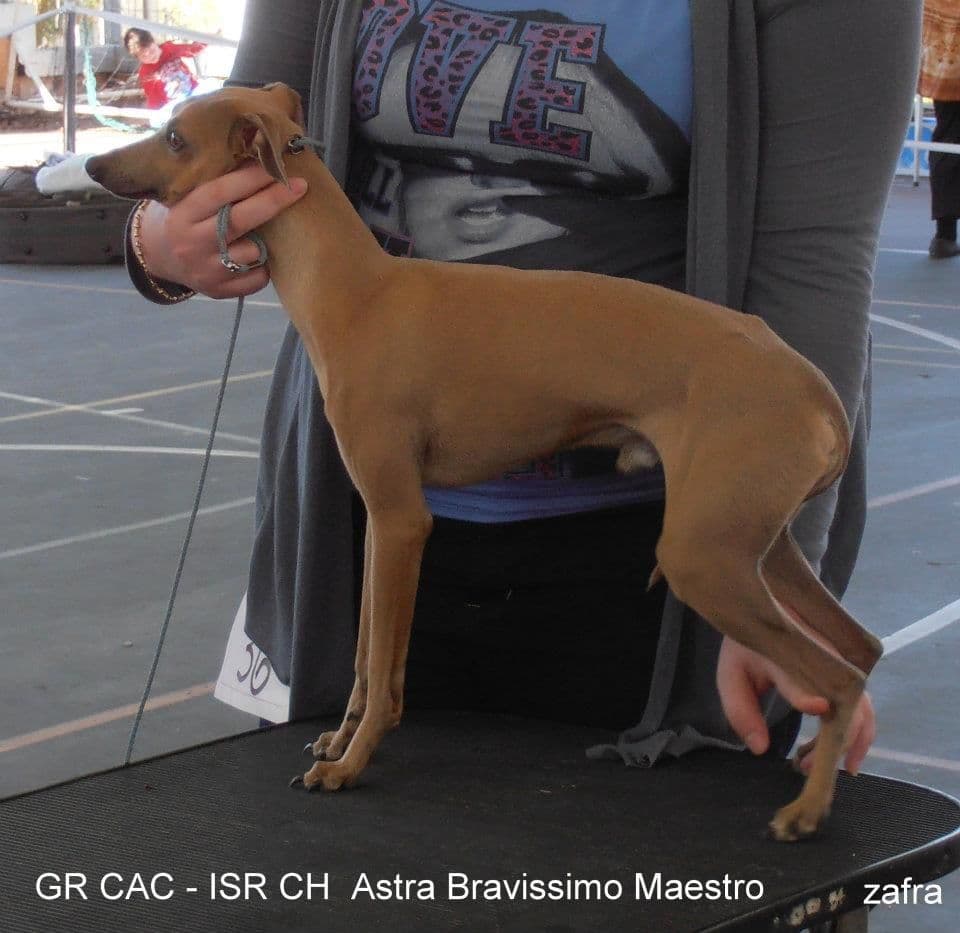 Astra Bravissimo Maestro 1