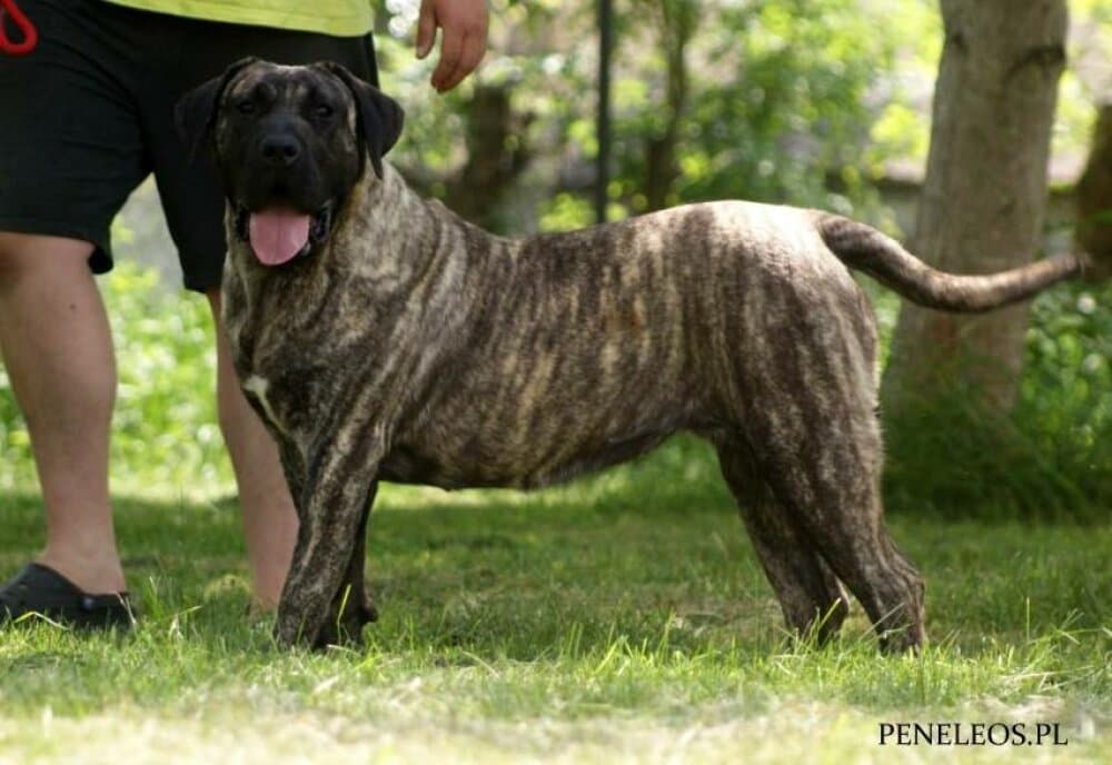 NALA CANCHAS DE LOS GUANCHOS 1