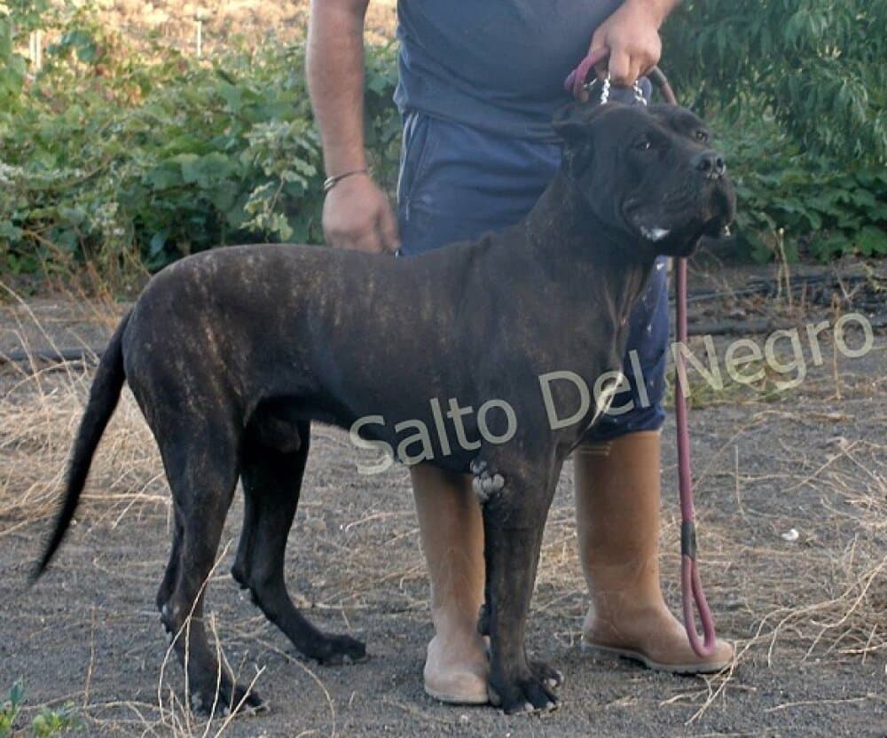 MORO DEL CANARIO 1