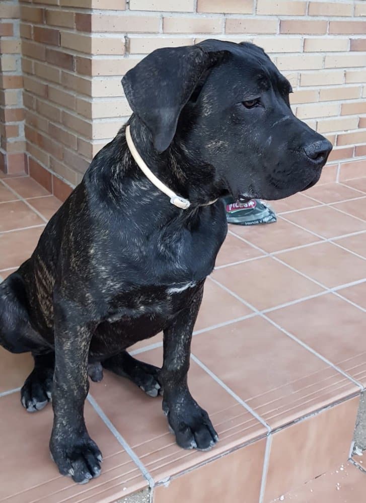 ROCKY DE KING ZULU 1