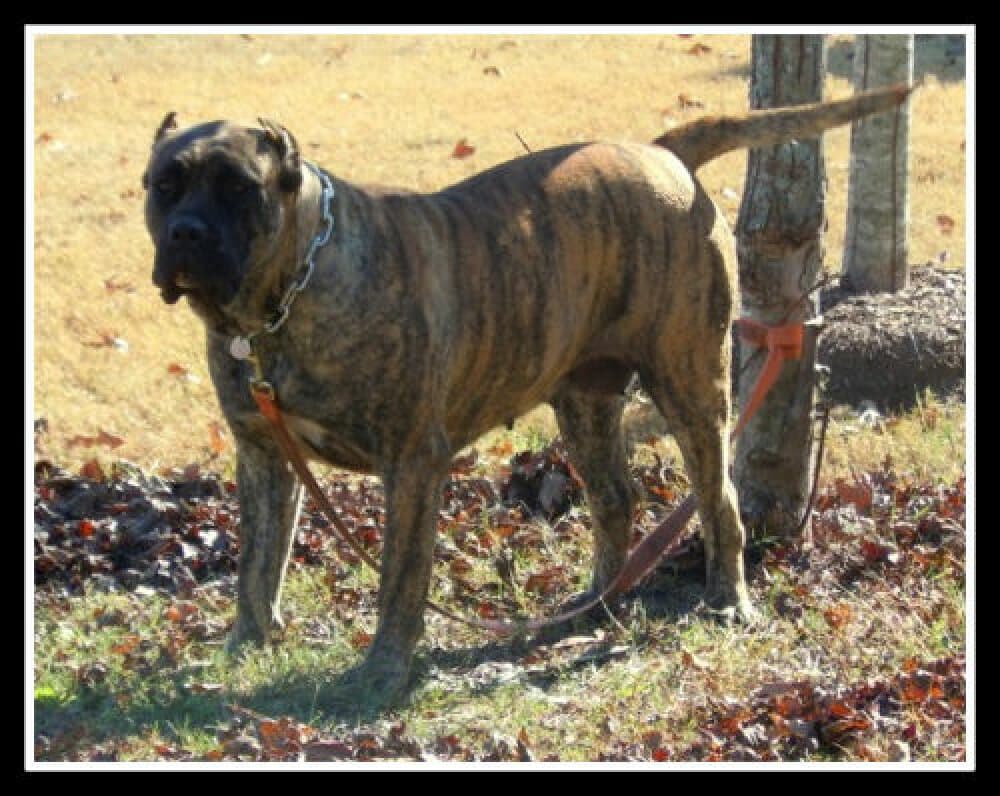 BEARCLAW'S SASHA 1