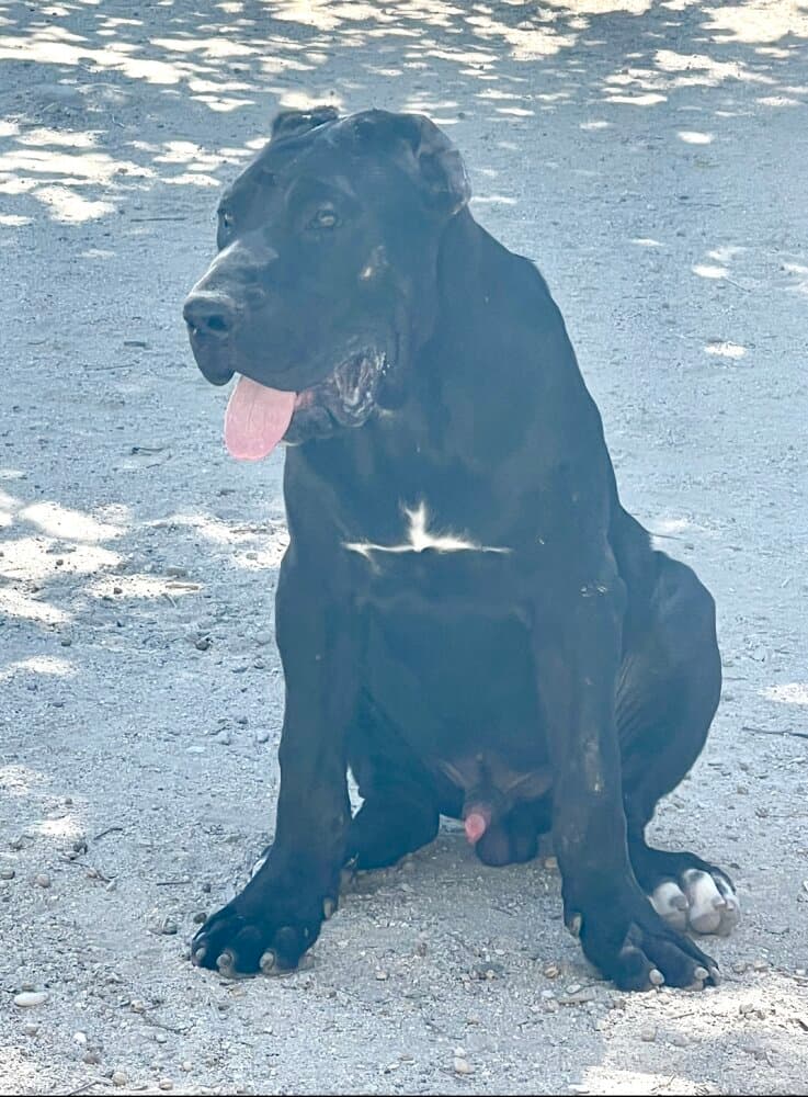 KABUL DE KING ZULU 1