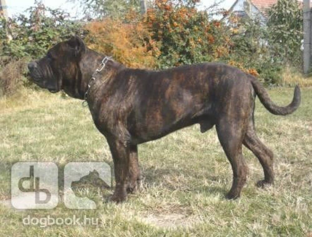 BOSS BULL CANARIO AARON 1