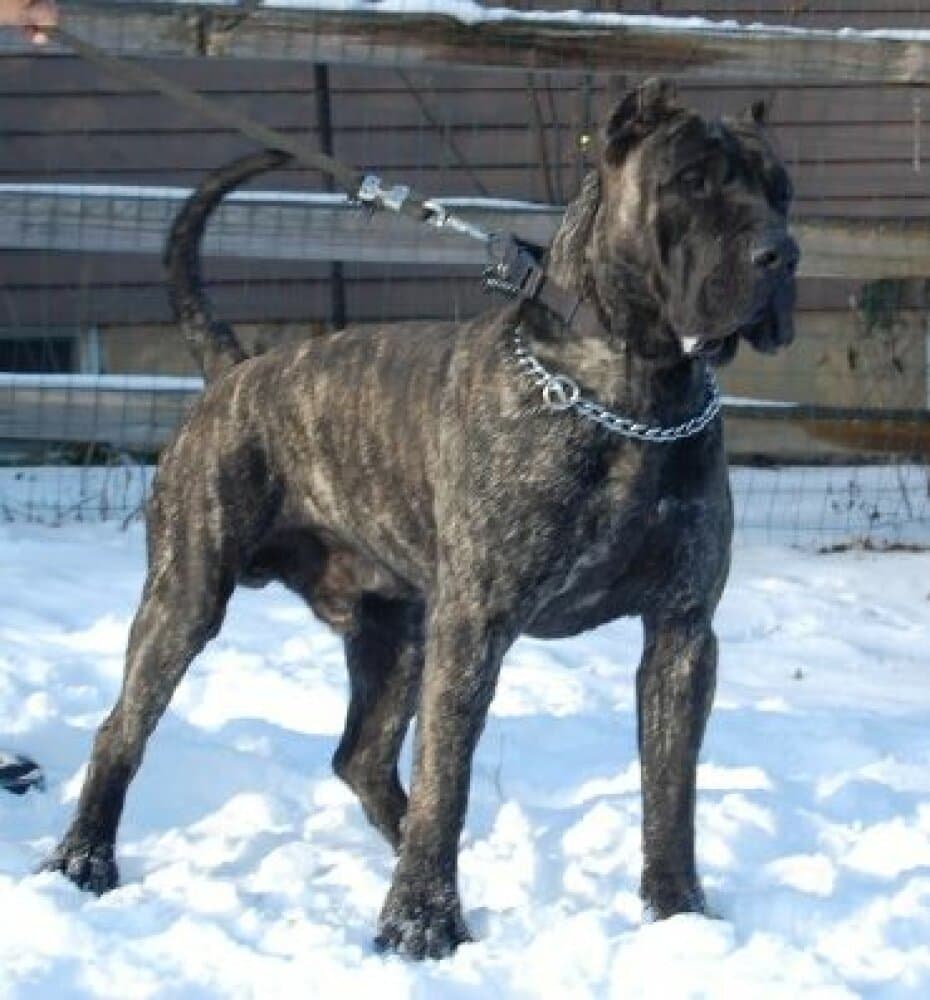 D&G'S WARBO 1
