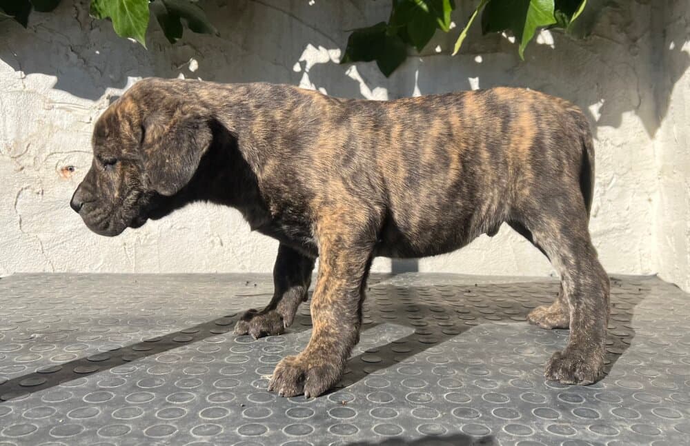 URSO DE KING ZULU 1