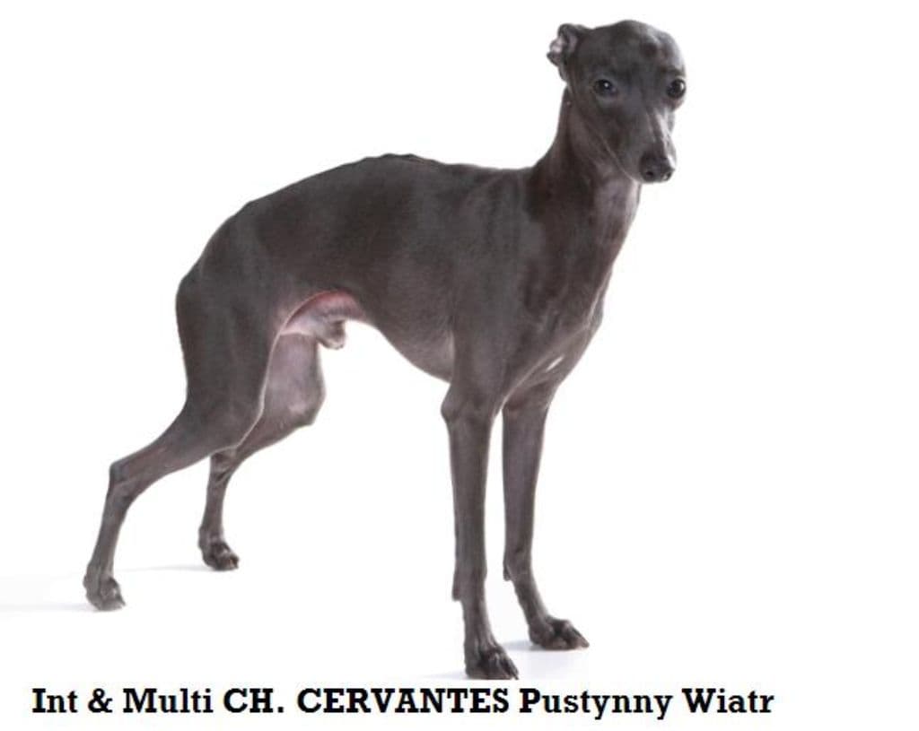 Cervantes Pustynny Wiatr 1