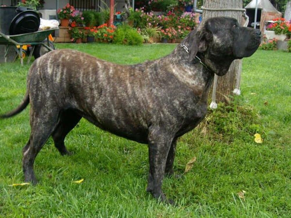 ONA DE BARNACAN BULL 1